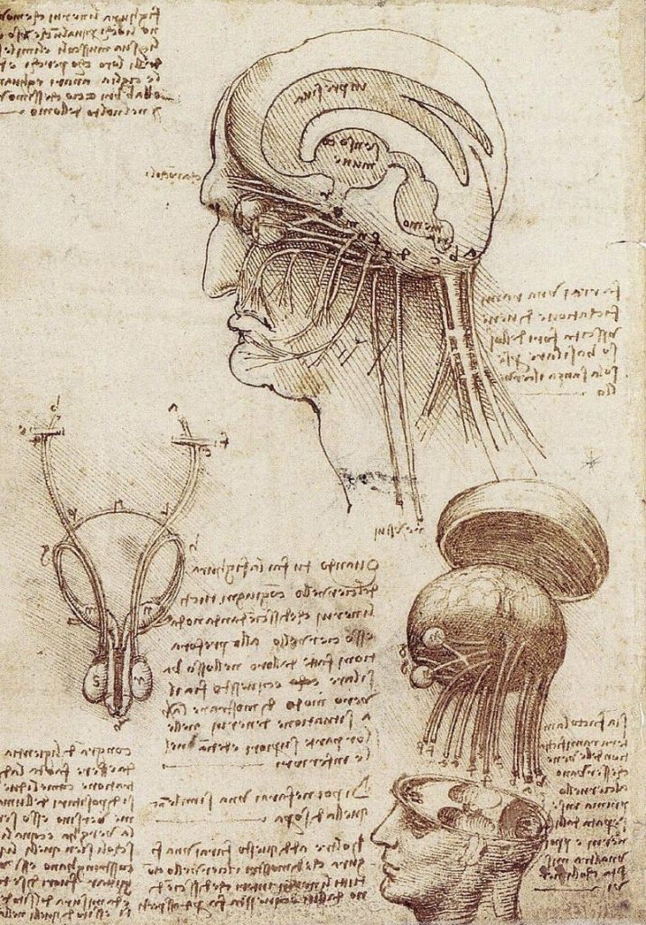 Physiological sketch of the human brain and skull by Leonardo da Vinci